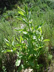 acourtia microcephal